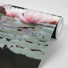 Carta da parati – Fiore di loto