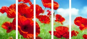 Quadri 5 pezzi – Fiori di papavero nel prato