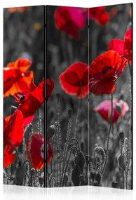 Paravento separè Papaveri Rossi - fiori rossi estivi su prato bianco e nero