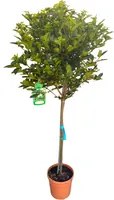 Pianta di VIBURNUM TINUS ad alberello FIORE BIANCO vaso18cm h110cm FOTO REALE