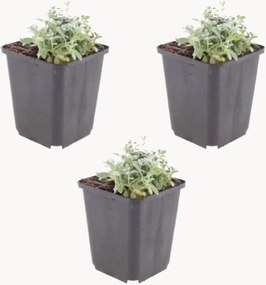 Set di 3 piante vere Fuzzled Chickweed Cerastium Tomentosum