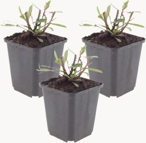 Set di 3 piante vere Beeblossom Gaura lindheimeri Whirling Butterflies