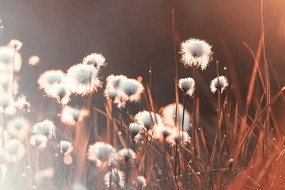Carta da parati – Erba di cotone