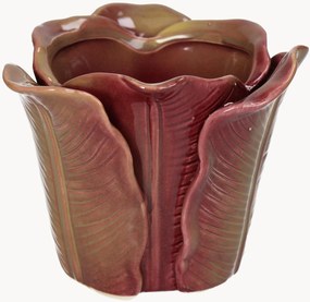 Portavaso Cabbage
