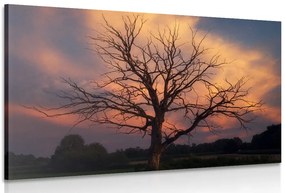 Stampa su tela – Splendido albero sul prato