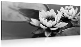 Stampa su tela – Fiore di loto nel lago in bianco e nero