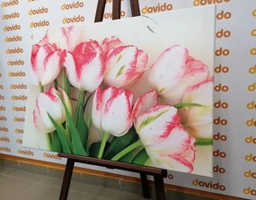 Stampa su tela – Tulipani primaverili
