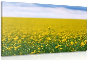 Stampa su tela – Campo giallo