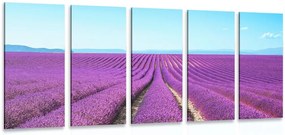 Quadri 5 pezzi – Campo di lavanda infinito
