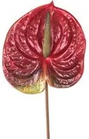 Set 6 Fiori Artificiali di Anthurium Altezza 70 cm Rosso