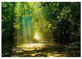 Fotomurale adesivo  Road in Sunlight  Larghezza x Altezza Home decor 294x210