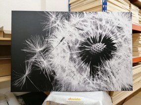 Stampa su tela – Semi di soffione in bianco e nero