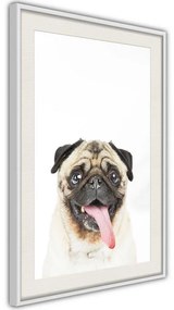 Poster  Funny Pug  Cornice Quadri Cornice d'oro con passe-partout, Larghezza x Altezza Home decor 20x30