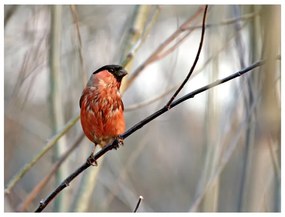 Fotomurale Bullfinch in the forest