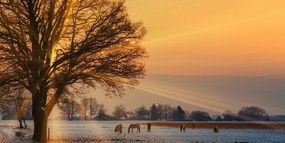 Quadro su tela – Cavalli nel paesaggio innevato