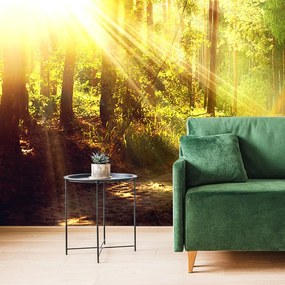 Carta da parati – Raggi di sole nella foresta