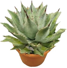 Pianta da interno AGAVE POTATORUM - VASO DIAM.CM. 30