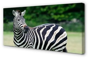 Quadro su tela Campo zebra 100x50 cm