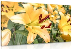 Stampa su tela – Giglio giallo