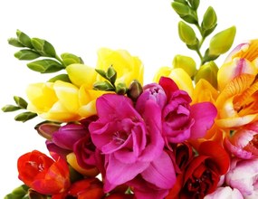 Stampa su tela – Bouquet di fresie colorate