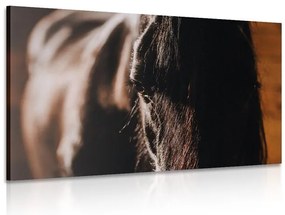 Stampa su tela – Cavallo maestoso