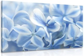 Quadro su tela – Fiori di ortensia in tonalità blu-bianco