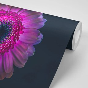 Carta da parati autoadesiva – Gerbera porpora