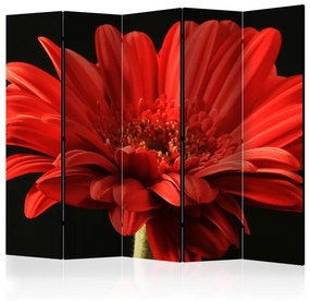 Paravento Gerbera rossa II - Fiore con petali rossi su sfondo nero