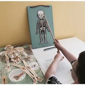 Bodymagnet - Lavagna magnetica - corpo umano