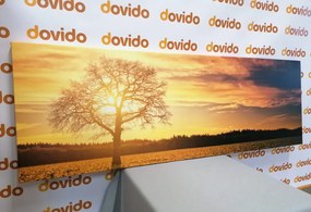 Quadro su tela – Albero solitario
