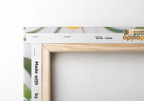 Stampa su tela – Fiori di camomilla
