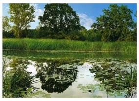 Fotomurale adesivo The Magic Pond