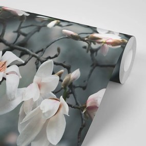 Carta da parati – Magnolia che si sveglia al sole