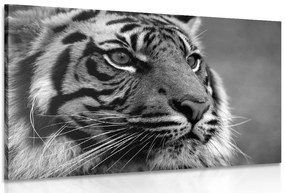 Stampa su tela – Tigre del Bengala in bianco e nero
