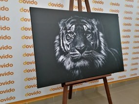 Quadro su tela – Tigre in bianco e nero