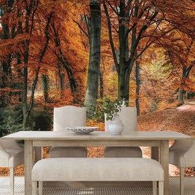 Carta da parati – Bosco in autunno