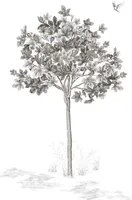 Isidore Leroy Carta da parati panoramica Arbustes Gris - Figuier