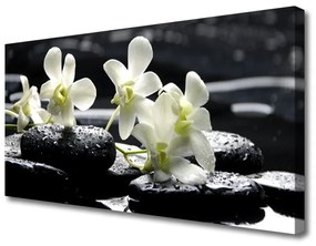 Foto quadro su tela Pianta di pietre di orchidea 100x50 cm