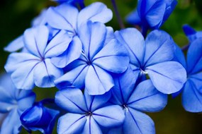 Quadro su tela – Fiori blu selvatici