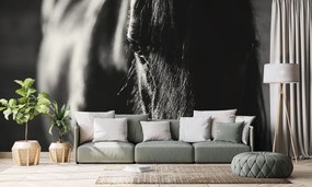 Carta da parati – Cavallo maestoso in bianco e nero