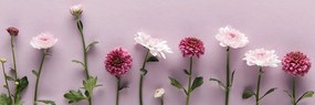 Stampa su tela – Composizione di crisantemi rosa