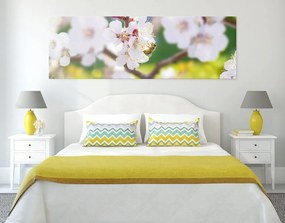 Stampa su tela – Fiori dell'albero in primavera