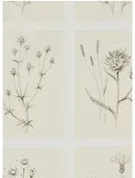 Botanische Tapete Little Thistles von Sanderson - Ecru