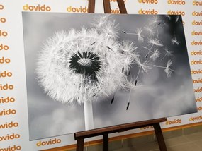 Quadro su tela – Soffione magico in bianco e nero
