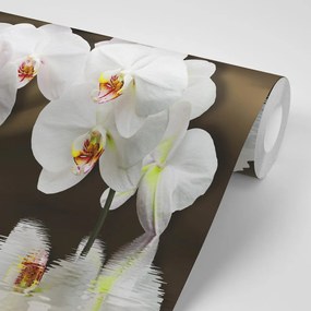 Carta da parati – Orchidea e farfalla
