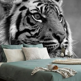Carta da parati – Tigre del Bengala in bianco e nero