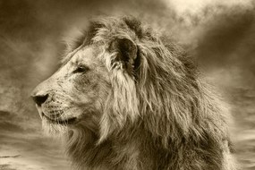 Carta da parati – Leone africano in seppia