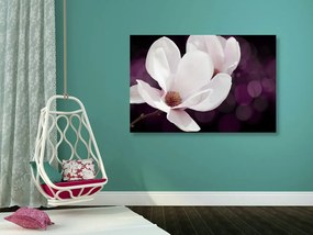 Quadro su tela – Fiore di magnolia su sfondo astratto