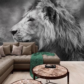 Carta da parati – Leone africano in bianco e nero