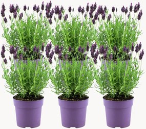 Set di 6 piante vere Lavanda francese Lavandula stoechas Anouk